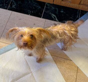 Yorkshire Terrier Dogs Available for Adoption - Chocolate | PetCurious