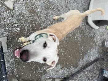 Rescue Labrador Retriever and Catahoula Leopard Dog Dogs for Adoption in Hendersonville, Tennessee - Ross | PetCurious