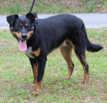 Shepherd Dogs Available for Adoption in Prattville, Alabama - Mason 43542 | PetCurious