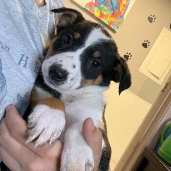 Cattle Dog Dogs Available for Adoption in Casa Grande, Arizona - Juno | PetCurious