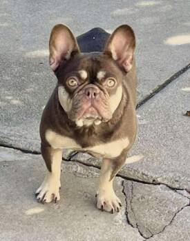 Rescue French Bulldog Dogs for Adoption in Los Angeles, California - Luna | PetCurious
