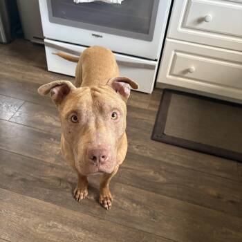 Mixed Breed Dogs Available for Adoption in Saskatoon, Saskatchewan - Ruckus | PetCurious