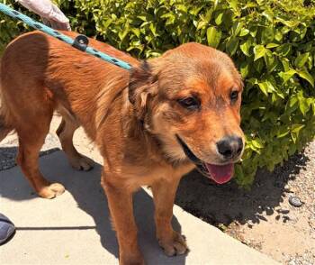 SHAKESPEARE -  Golden Retriever and Chow Chow Dog for Adoption in Rancho Cucamonga, California - SHAKESPEARE | PetCurious