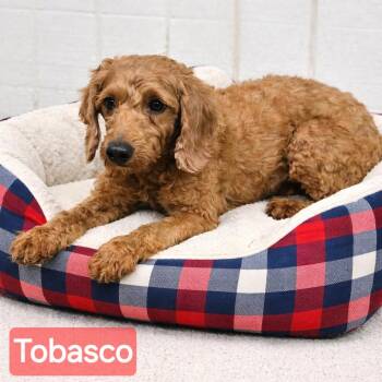 Miniature Poodle Dogs Available for Adoption - Tobasco | PetCurious