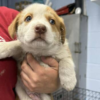Mixed Breed Dogs Available for Adoption in Martinsville, Virginia - Aaron Hotchner | PetCurious