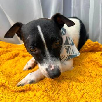 Dennis -  Jack Russell Terrier and Rat Terrier Dog for Adoption in Foley, Alabama - Dennis | PetCurious
