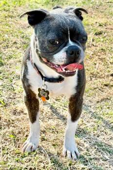 Boston Terrier Dogs Available for Adoption - Yoda | PetCurious