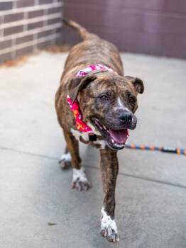 Iva-Jean -  Mixed Breed Dog for Adoption in Chamblee, Georgia - Iva-Jean | PetCurious
