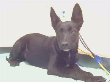 BLACKBERRY -  German Shepherd Dog and Labrador Retriever Dog for Adoption in Sacramento, California - BLACKBERRY | PetCurious