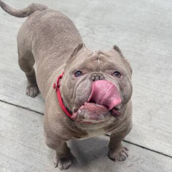 Yoshi -  English Bulldog and Mixed Breed Dog for Adoption in Las Vegas, Nevada - Yoshi | PetCurious