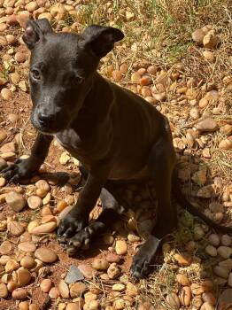 Rescue Mixed Breed Dogs for Adoption in Atlanta, Georgia - Athena | PetCurious