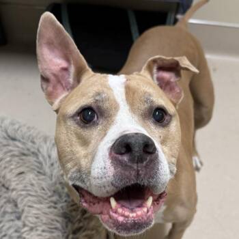 Boxer Dogs Available for Adoption in Quincy, California - PHOENIX | PetCurious