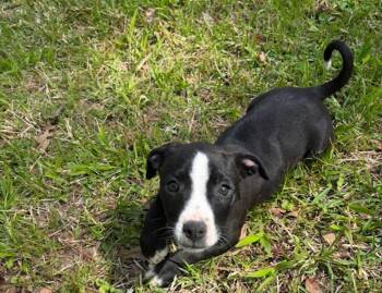 Labrador Retriever and Boxer Dogs Available for Adoption - Oreo Cookie | PetCurious
