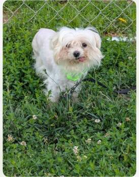 Pookie -  Maltese Dog Available for Adoption in Middletown, Connecticut - Pookie | PetCurious