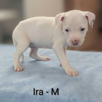 Pit Bull Terrier and Mixed Breed Dogs Available for Adoption in Griswold, Connecticut - Ira | PetCurious