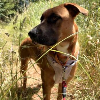 Echo -  German Shepherd Dog and American Bulldog Dog for Adoption in Port Angeles, Washington - Echo | PetCurious