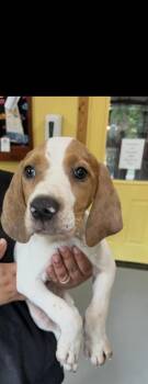 Bubba -  Coonhound Dog for Adoption in Lawrenceburg, Tennessee - Bubba | PetCurious