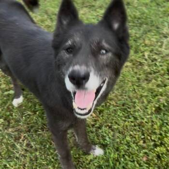 Sapphire -  Mixed Breed and Husky Dog for Adoption in Marengo, Illinois - Sapphire | PetCurious