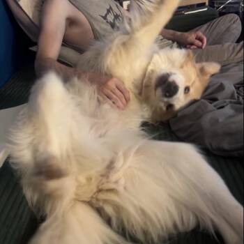Bentley -  Great Pyrenees Dog for Adoption in Lynchburg, Virginia - Bentley | PetCurious