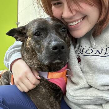 Husky and American Staffordshire Terrier Dogs Available for Adoption - Zena | PetCurious