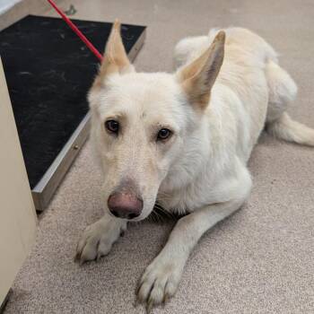 Lady Girl -  Shepherd and Mixed Breed Dog for Adoption in Ardmore, Oklahoma - Lady Girl | PetCurious