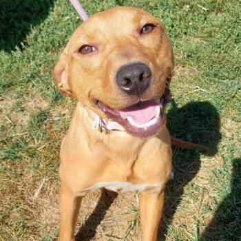 REBA -  Pit Bull Terrier Dog for Adoption in Corydon, Indiana - REBA | PetCurious
