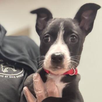 Suki -  Mixed Breed Dog for Adoption in Springboro, Ohio - Suki | PetCurious