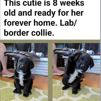 Arya -  Labrador Retriever and Border Collie Dog for Adoption in Thayne, Wyoming - Arya | PetCurious