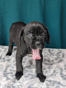 Cane Corso Dogs Available for Adoption in Baton Rouge, Louisiana - Mango | PetCurious