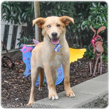 Harbor -  Shepherd Dog for Adoption in Wake Forest, North Carolina - Harbor | PetCurious