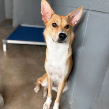 Roxy -  Carolina Dog Dog for Adoption in Laredo, Texas - Roxy | PetCurious