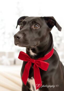 Rescue Black Labrador Retriever and American Bulldog Dogs for Adoption in Nahunta, Georgia - CHESTER | PetCurious