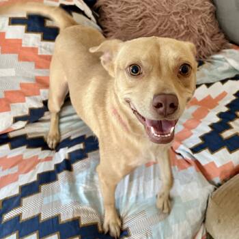 Basenji and Carolina Dog Dogs Available for Adoption in Missouri City, Texas - Lizotte BL13110-T | PetCurious
