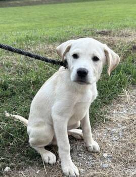 Tanner -  Labrador Retriever and Golden Retriever Dog for Adoption in Watertown, Connecticut - Tanner | PetCurious