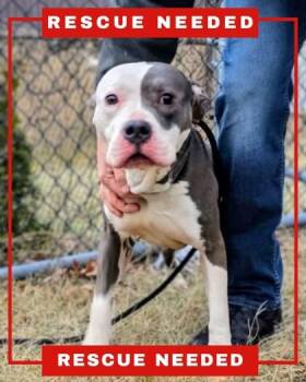 Pit Bull Terrier and Mixed Breed Dogs Available for Adoption in Hamilton Township, New Jersey - Grayson | PetCurious
