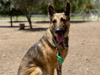Cleo -  German Shepherd Dog Dog for Adoption in San Diego, California - Cleo | PetCurious