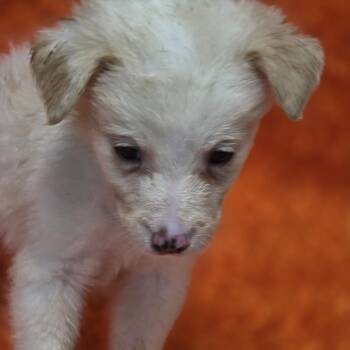Aspen -  Border Collie Dog for Adoption in Wiggins, Mississippi - Aspen | PetCurious