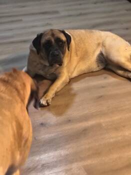 Sammy -  Mastiff Dog for Adoption in Glendale, Arizona - Sammy | PetCurious