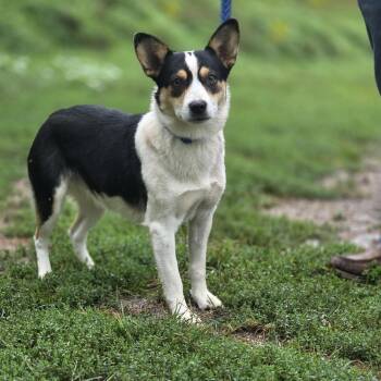 Ruby -  Pembroke Welsh Corgi and Rat Terrier Dog for Adoption in Walthill, Nebraska - Ruby | PetCurious