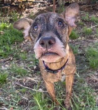 Rescue Mixed Breed Dogs for Adoption in Honolulu, Hawaii - Sassy | PetCurious