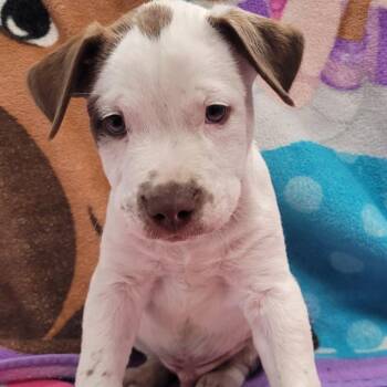 Machiato -  Pit Bull Terrier and Mixed Breed Dog for Adoption in Laredo, Texas - Machiato | PetCurious