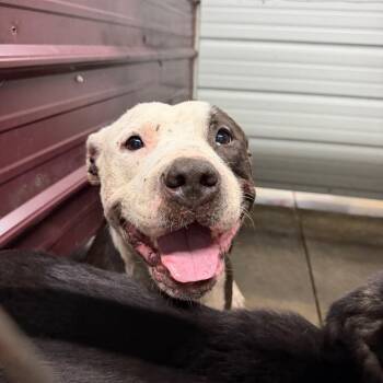 Wilmur -  Pit Bull Terrier Dog for Adoption in Princeton, Kentucky - Wilmur | PetCurious