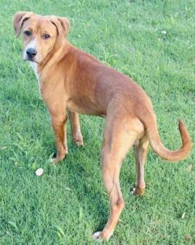 BUDDY -  Foxhound and Mixed Breed Dog for Adoption in Texas City, Texas - BUDDY | PetCurious