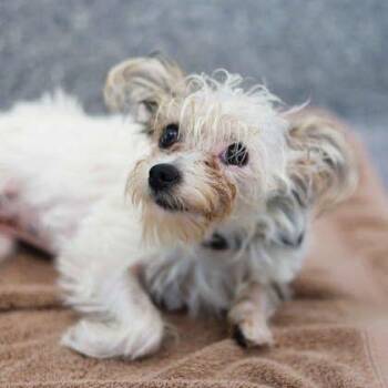 Crumpet -  Yorkshire Terrier and Maltese Dog for Adoption in Atlanta, Georgia - Crumpet | PetCurious