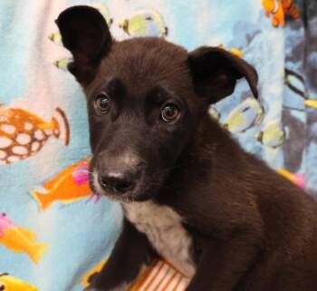 Quincy -  German Shepherd Dog Dog for Adoption in Thief River Falls, Minnesota - Quincy | PetCurious