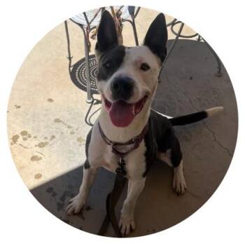 Rescue Pit Bull Terrier Dogs for Adoption in Lakeside, California - Coco | PetCurious