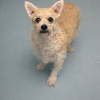 Terrier and Chihuahua Dogs Available for Adoption - Mildred | PetCurious