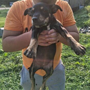 Female Lab Mix -  Labrador Retriever Dog for Adoption in Fairfax Station, Virginia - Female Lab Mix | PetCurious