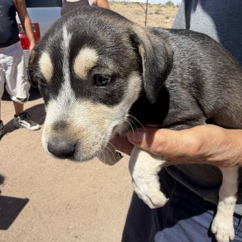 Venus -  Labrador Retriever Dog Available for Adoption in Deming, New Mexico - Venus | PetCurious