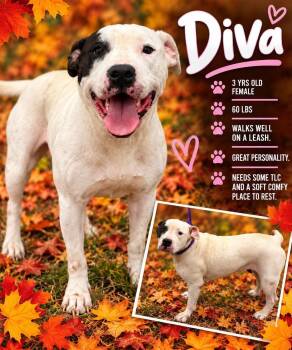 Diva -  Mixed Breed Dog for Adoption in Wando, South Carolina - Diva | PetCurious